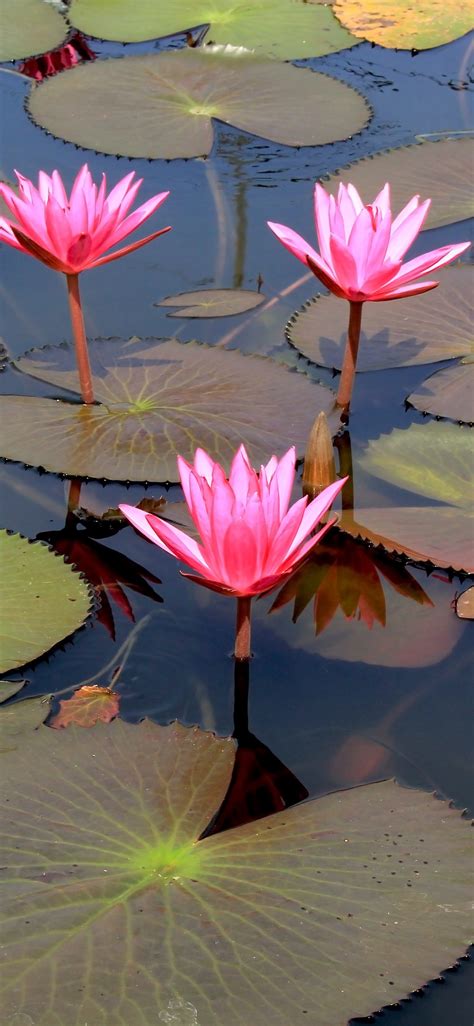 We hope you enjoy our growing collection of hd images to use as a background or. Lotus Flowers wallpaper - HD Mobile Walls