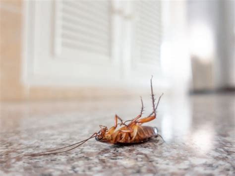 Taking time off work to do it. Household Pest Extermination | REPCO Lawn & Ornamental Pest Control