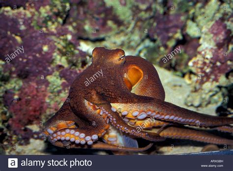 Hawaiian Day Octopus Shows Powerful Suckers As It Glides