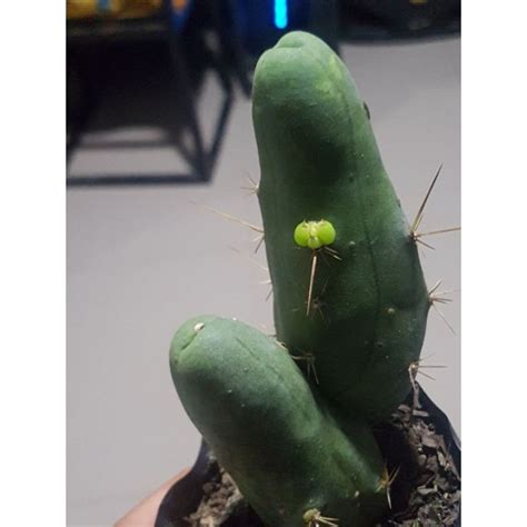 Cactus Penis Echinopsis Lageniformis Lazada Ph