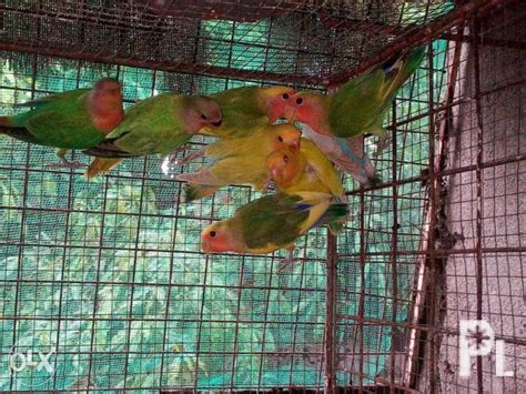 African Lovebirds For Sale In Capas Central Luzon Classified