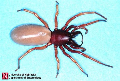 Curious About Spiders Nebraska Extension In Lancaster County