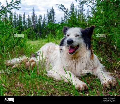 A White Dog Of The Yakut Laika Breed Lies On The Grass In The Forest