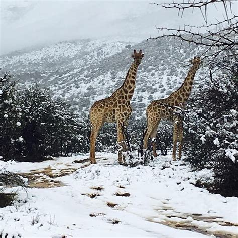 The Rare Winter Wonders Of The Rainbow Nation Of South Africa