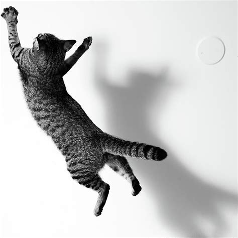 Jumping Cat By Akimasa Harada