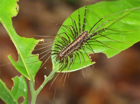 Centipede Infestation In House Plant Types And Control