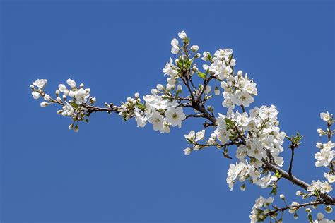 Free Images Spring Petals Tree Flower Blossom Sky Branch
