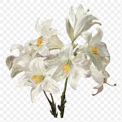 Png Aesthetic Flower Aesthetic Aesthetic Vintage White Lily Flower