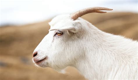 Goats Losing Hair 6 Things To Check For Farmhouse Guide