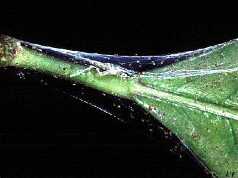 Spider Mite Identification And Control Gardening In The Panhandle