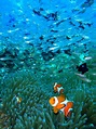 Aqua Dive Kohollo - Day Tour (大島郡瀨戶內町) - 旅遊景點評論 - Tripadvisor