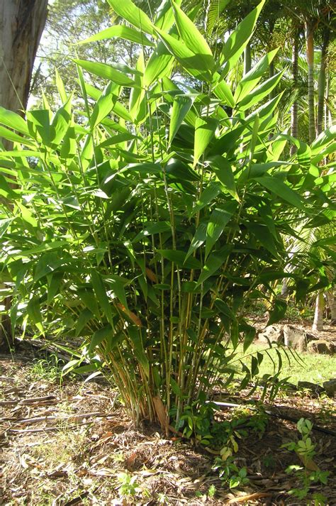 Thysanolaena Maxima Tiger Grass Bamboo Land Nursery Qld Australia