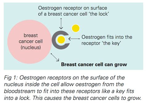 Hormonal Therapies For Breast Cancer Fact Sheet Westmead Bci