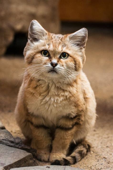 Why Is The Sand Cat The Strongest Cat On Earth