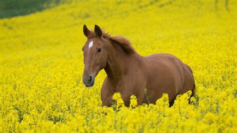 Horse Wild Flowers Flowery Flower Field Romantic Flowers Hd