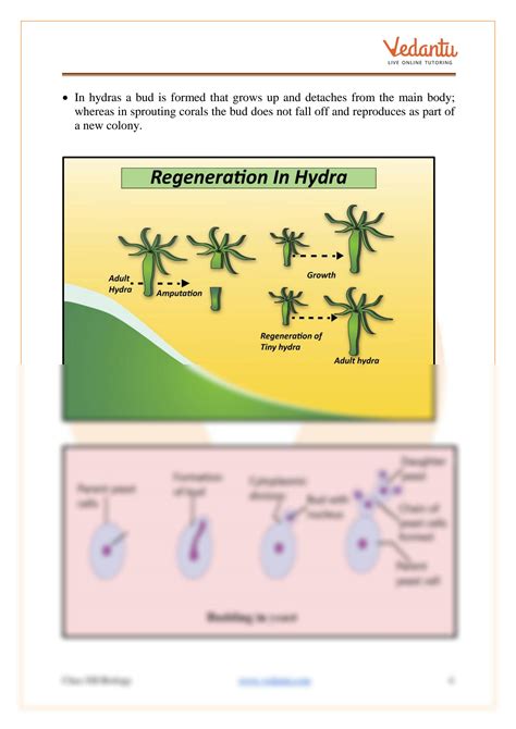 Solution Reproduction In Organism Class 12 Notes Cbse Biology Chapter