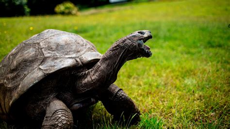190 Year Old Jonathan Is The Oldest Tortoise Ever Live Science