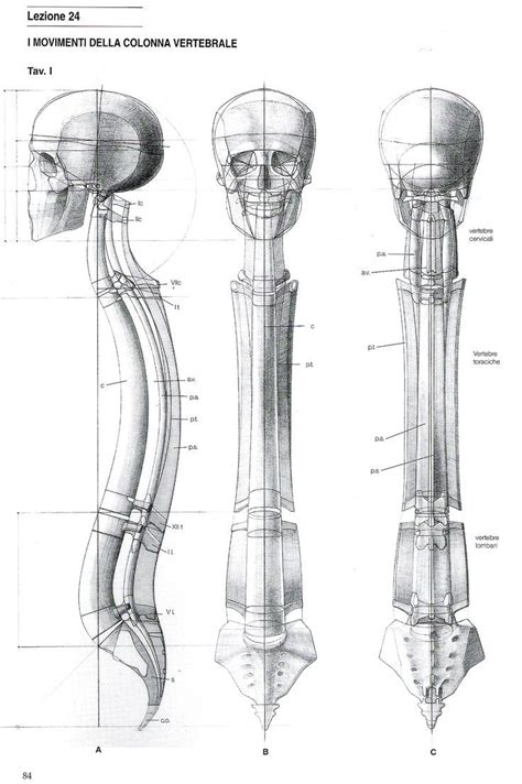 Alberto Lolli Рисование фигур Анатомический рисунок Наброски