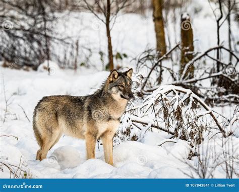 Lupo Grigio Canis Lupus Stante Guardante Giusto In Una Foresta