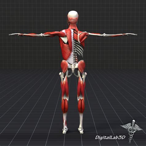 Mesoderm is the middle of the three. Human Muscle And Bone Structure 3d model - CGStudio