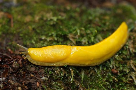 Banana Slug By Stocksy Contributor Paul Tessier Stocksy
