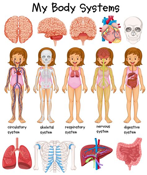 Anatomy at earth's lab is a free virtual human anatomy portal with detailed models of all human body systems. Human body systems diagram - Download Free Vectors, Clipart Graphics & Vector Art