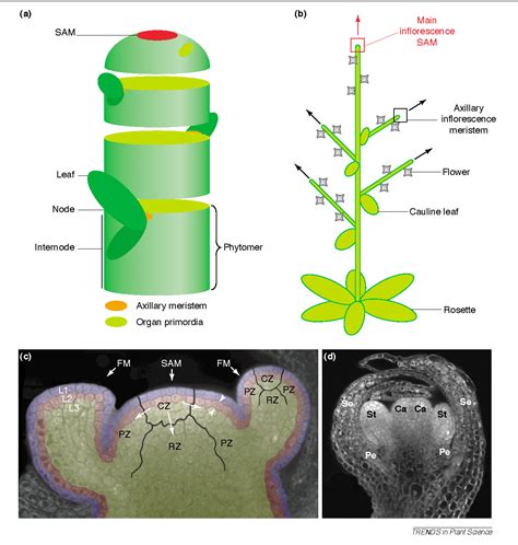 Figure 2 From Shoot Apical Meristem Maintenance The Art Of A Dynamic