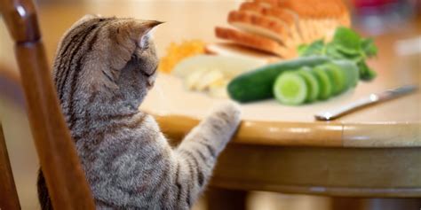 Sometimes they'll do crazy things just for the kicks of it, whereas in other cases they'll just start acting. Human Food for Cats: What Can Cats Eat?
