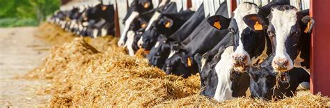 Udder Health In Dairy Cows Milkingcloud