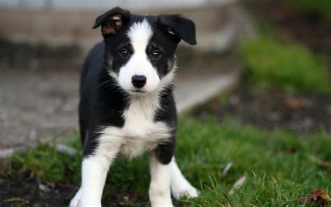 Border Collie Wallpaper 72 Images