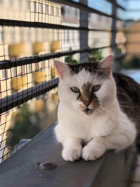Wir begrüßen sie zuhause zum großen produktvergleich. Katzen und Hitze - so schützt du sie im Sommer ...