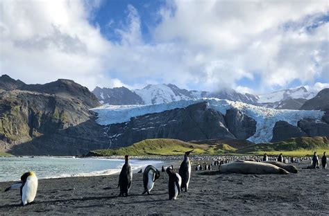 South Georgia And South Sandwich Islands Cruises Swoop Antarctica