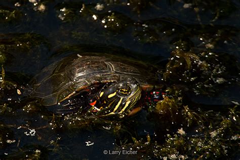 Larry At Larrys Midland Painted Turtle
