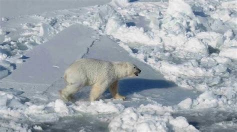 Los Científicos Descubren Una Subpoblación De Osos Polares El