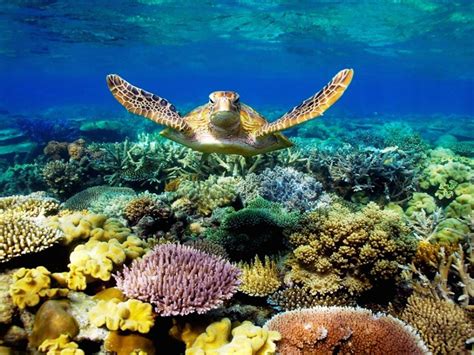 Sea Turtle Swimming Underwater Scene With Coral Beautiful ... Looking for the best hd wallpaper for mobile?