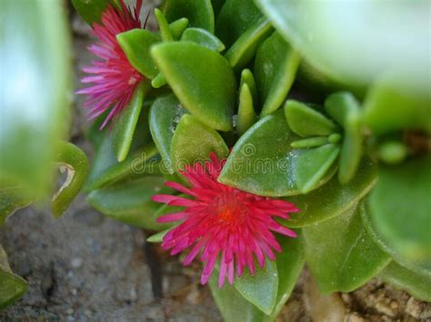 Bright Pink Flowers With Dense Green Leaves Stock Image Image Of