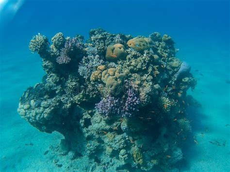 Coral Reef In Eilat Stock Image Image Of Coral Eilat 108336507