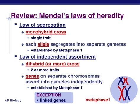 The law of segregation is commonly known also as mendel's first law and this is the idea that every inheritable trait or gene as we now call them is controlled by a pair of factors or alleles and those pairs of alleles. Chapter 14 - Mendel