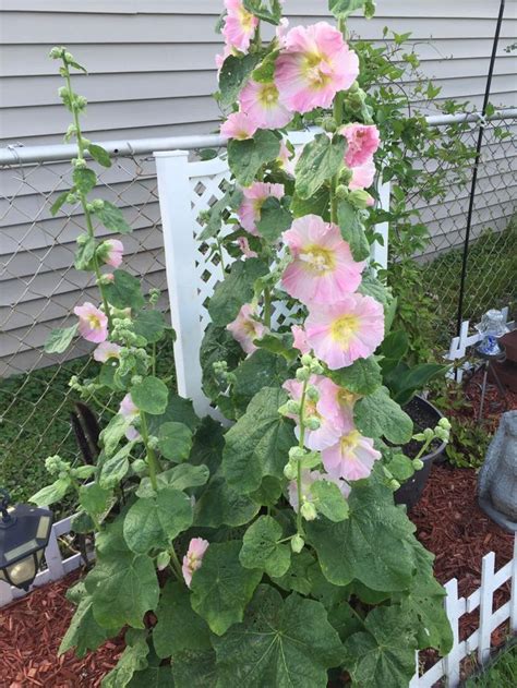 How To Grow Hollyhocks 15 Steps With Pictures Hollyhocks Flowers