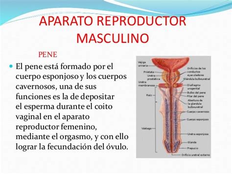 Partes Del Aparato Reproductor Masculino Y Sus Funciones Kulturaupice