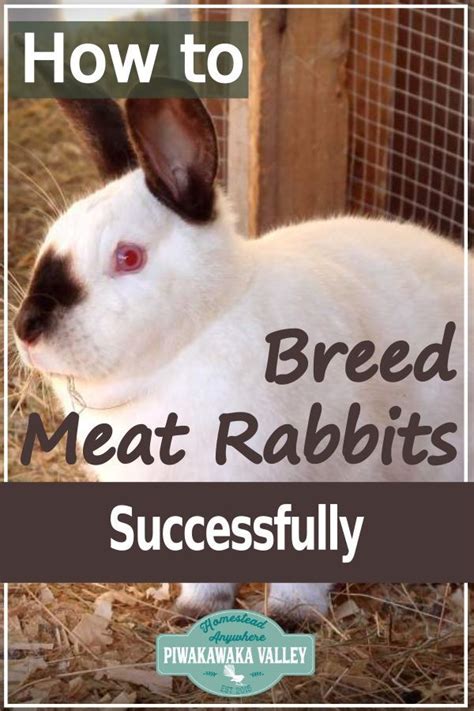 How To Breed Rabbits And Raise Healthy Kits In 2023 Meat Rabbits