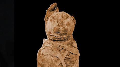 What Were Mummified Cats Used For