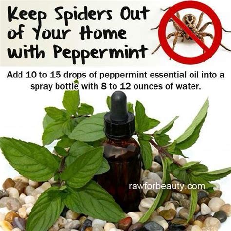 Spider Prevention Get Rid Of Spiders Natural Spider Repellant