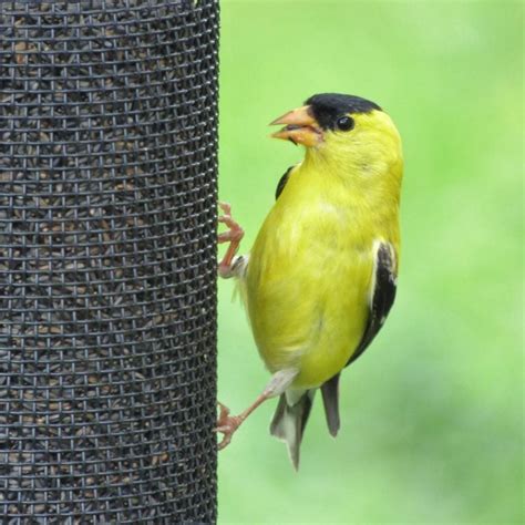 How To Attract More Goldfinches To Your Backyard Birds And Blooms