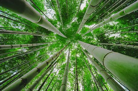 Bamboo 1080p 2k 4k 5k Hd Wallpapers Free Download Wallpaper Flare