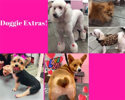 Michelangelo Schnell Cousin Dog Grooming Las Vegas Feminin Typisch