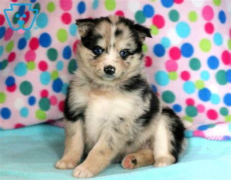 The puppies will be priced individually and no price range was disclosed far now, but the general price. Macky | Pomsky Puppy For Sale | Keystone Puppies