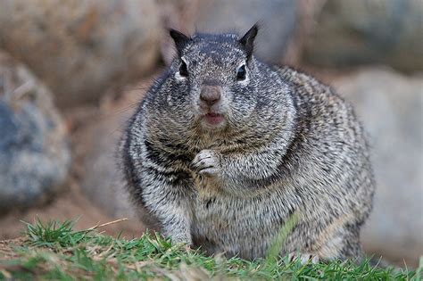 California Ground Squirrel Sean Crane Photography