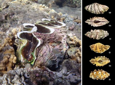 Species New To Science Mollusca • 2020 Phylogeographical Patterns And A Cryptic Species