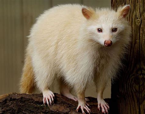 21 Amazing Albino Animals Rare Animals Rare Albino
